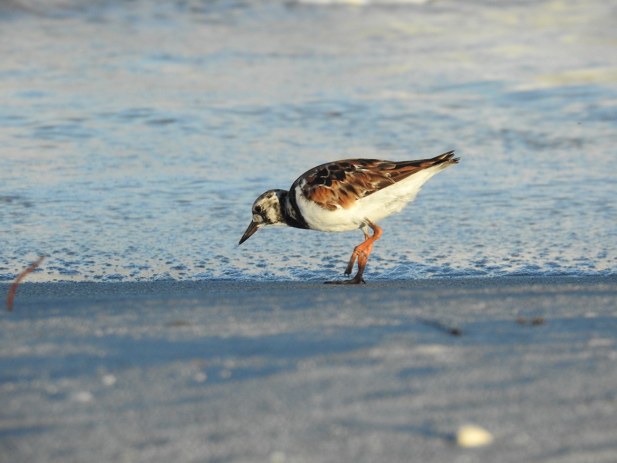 Ruddy Turnstone - ML620744924