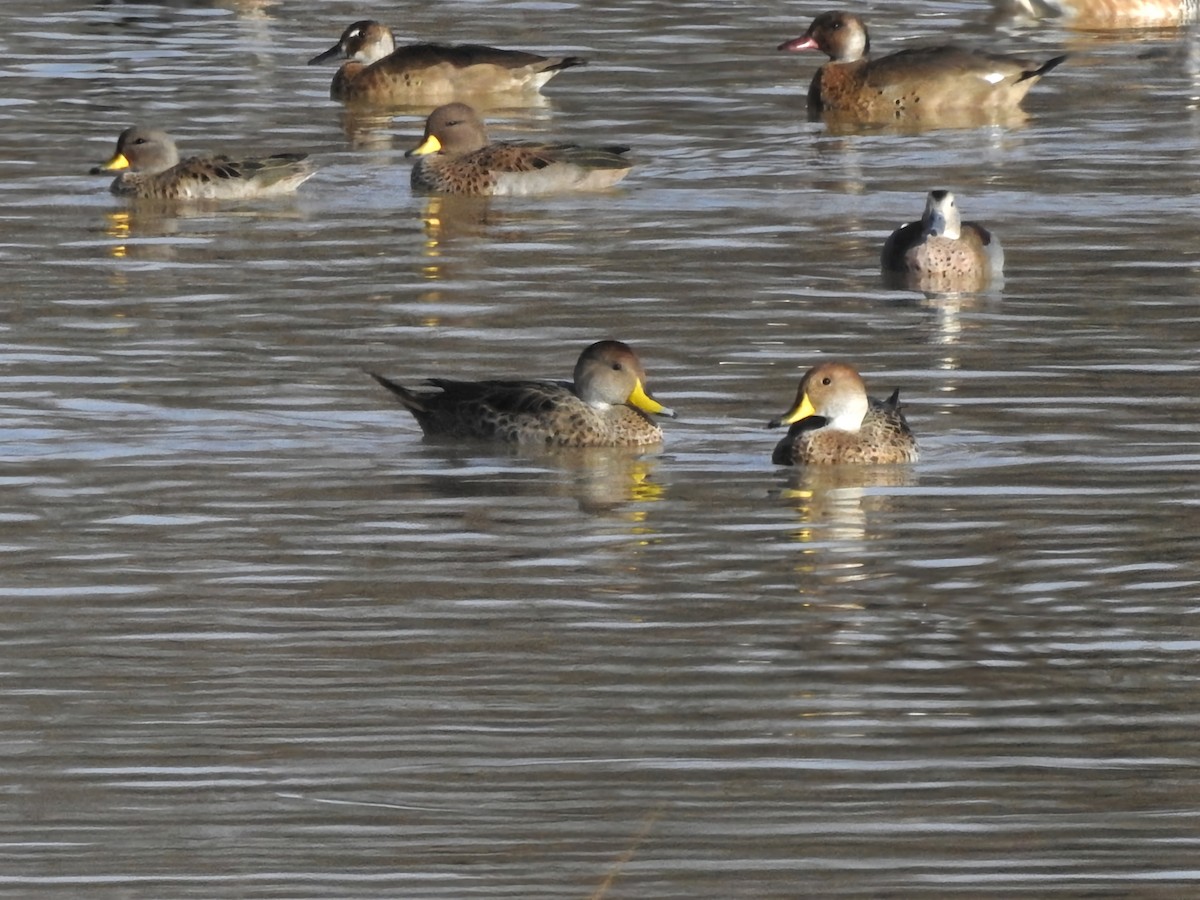 Yellow-billed Pintail - ML620744926