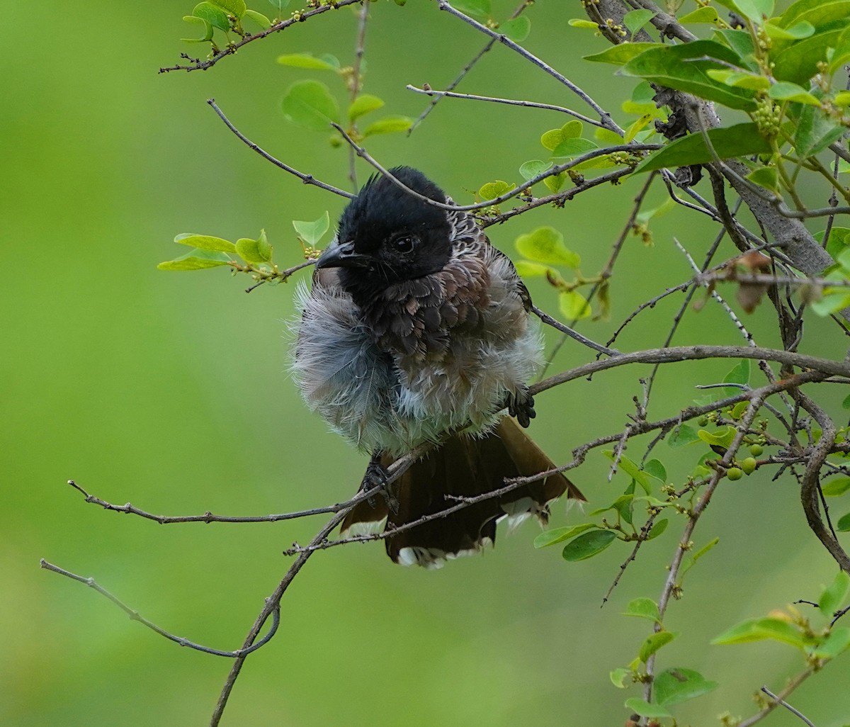 Red-vented Bulbul - ML620744929