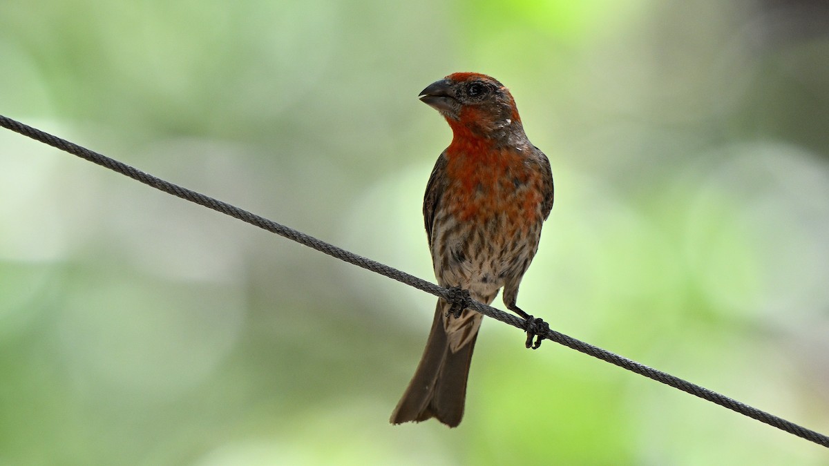 House Finch - ML620744933