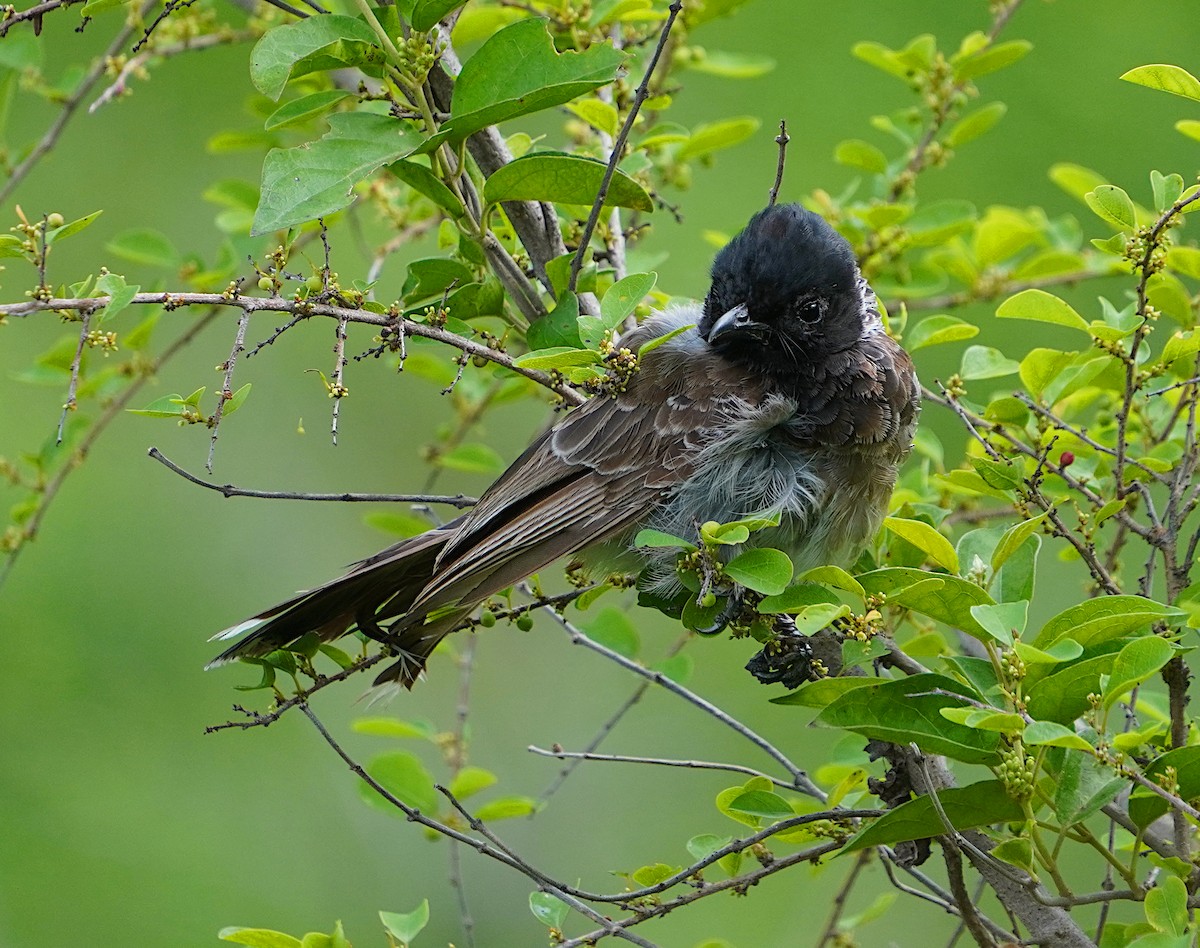 Red-vented Bulbul - ML620744949