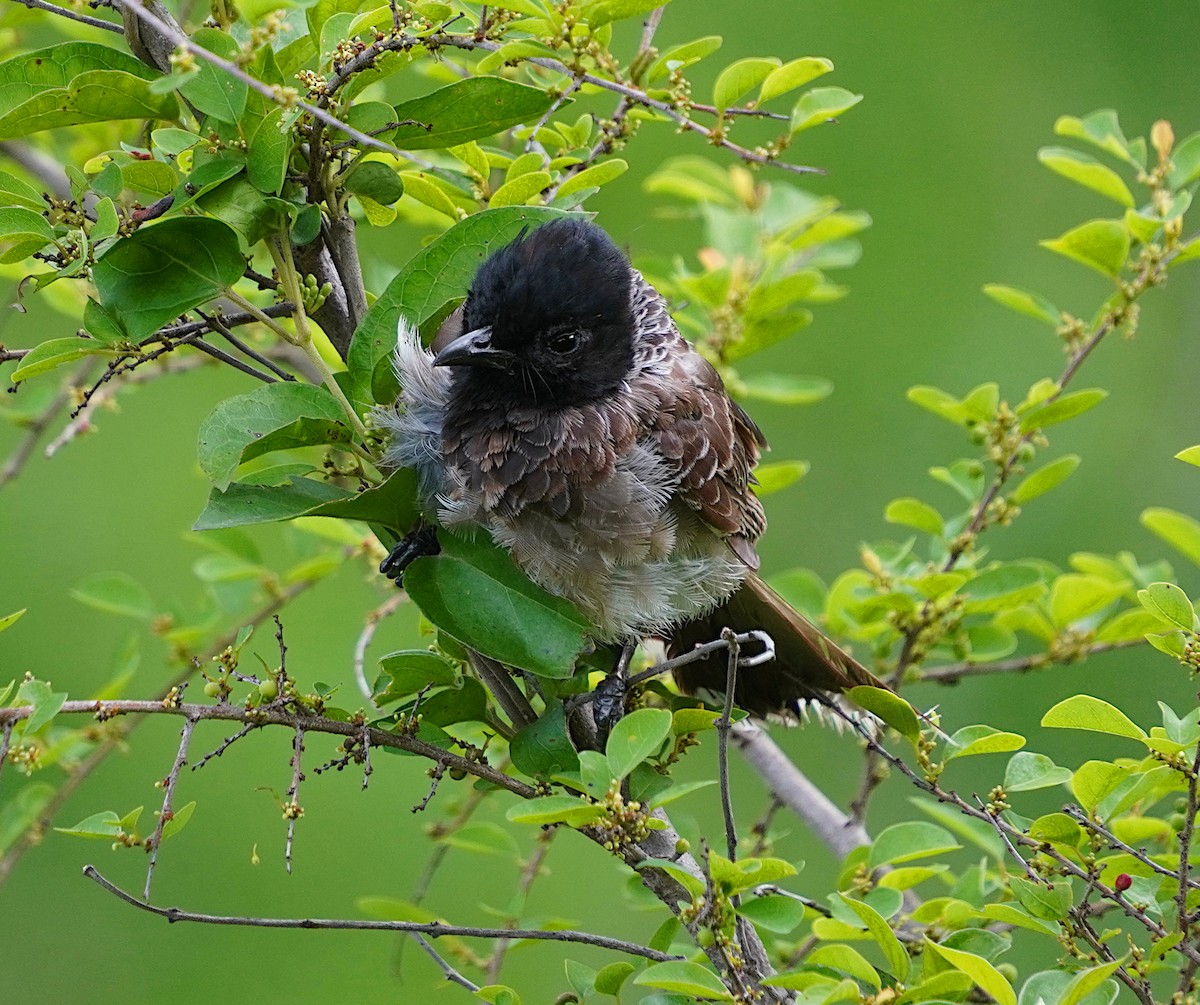 Red-vented Bulbul - ML620744950