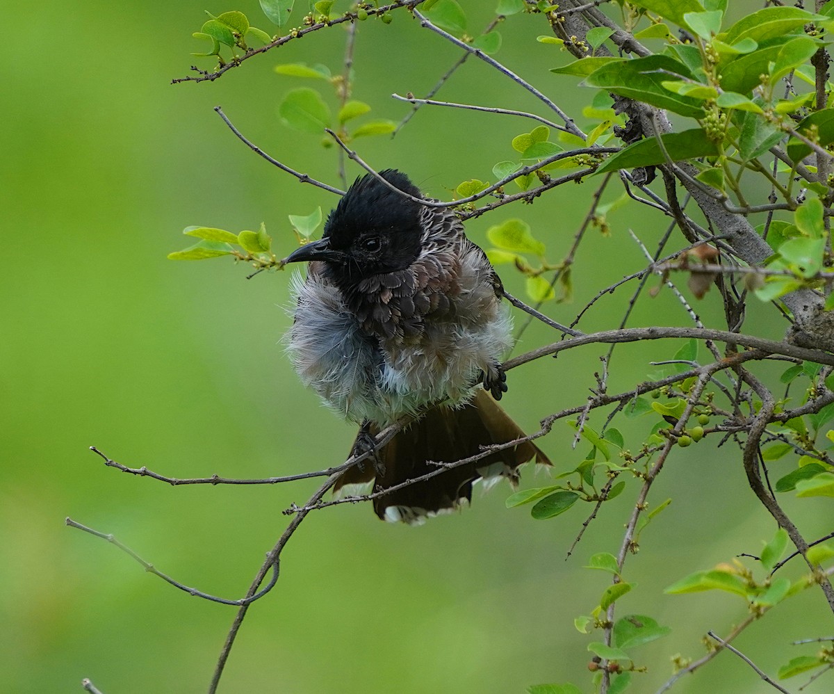 Red-vented Bulbul - ML620744951