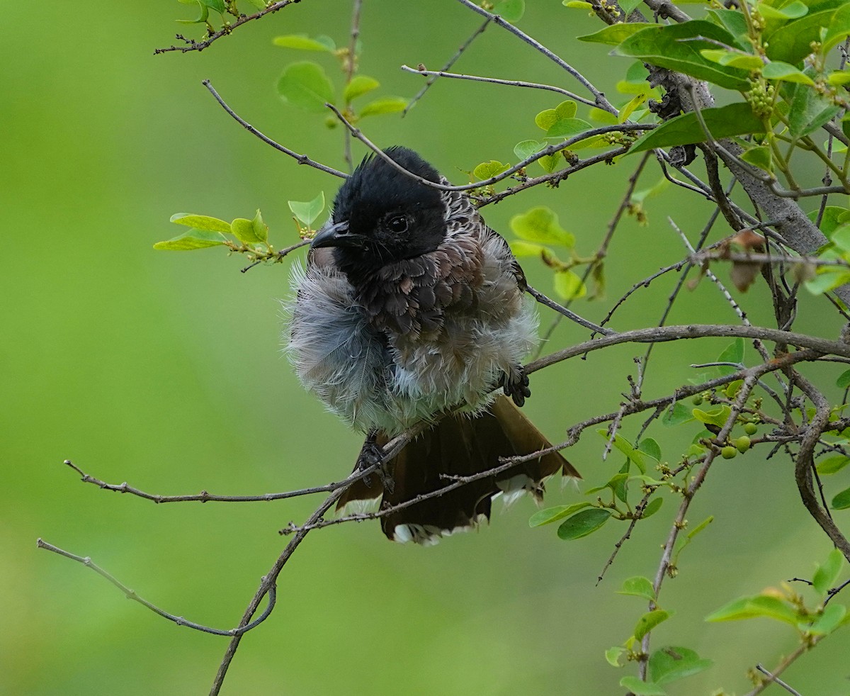 Red-vented Bulbul - ML620744954