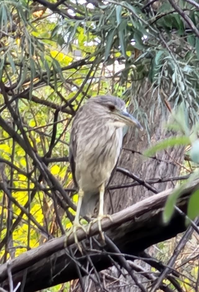 Black-crowned Night Heron - Nancy Cox