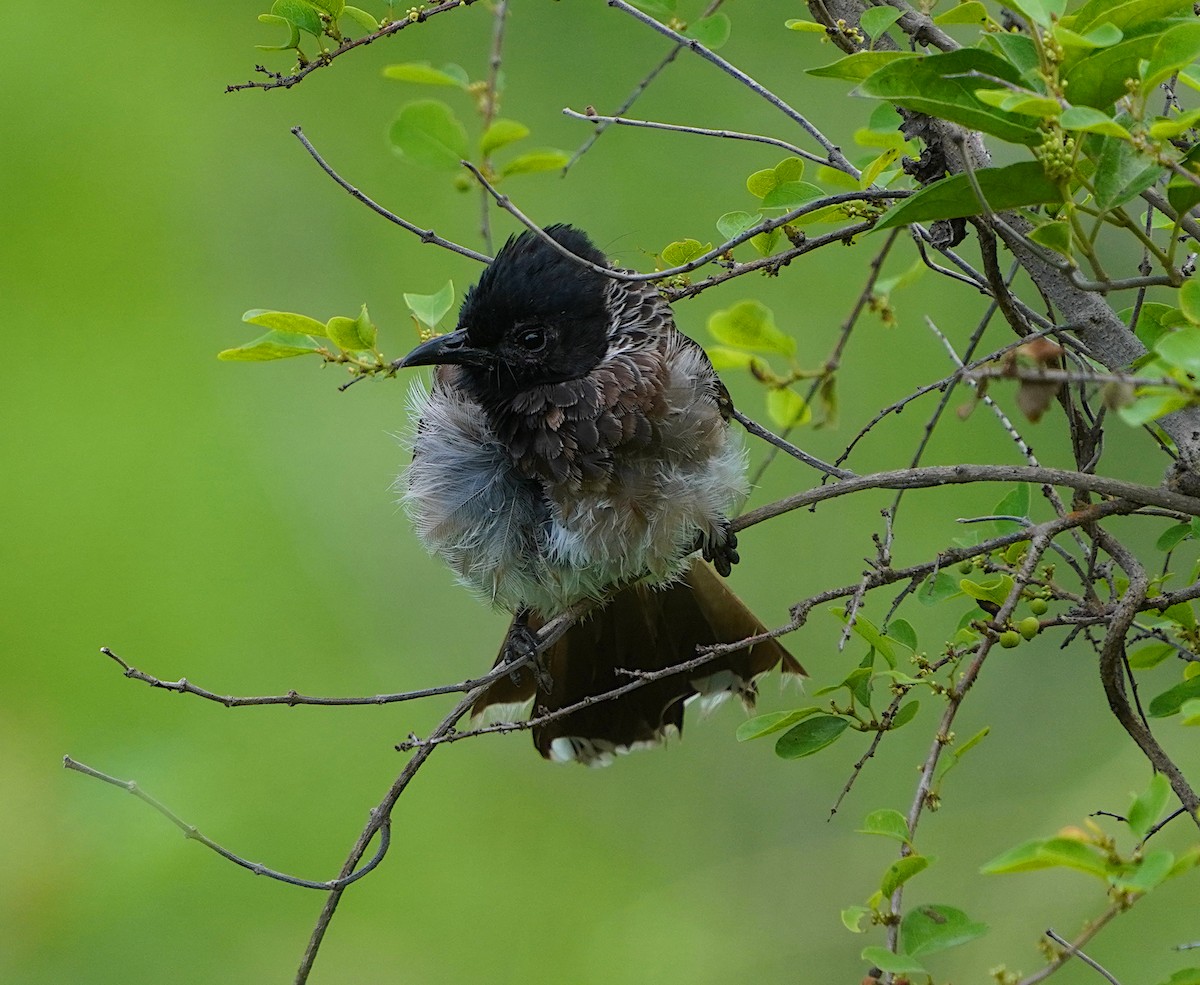 Red-vented Bulbul - ML620744962