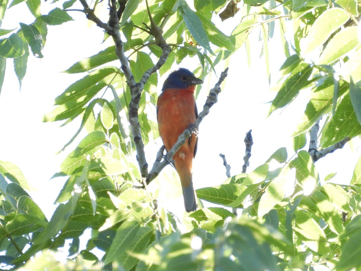 Painted Bunting - ML620744965