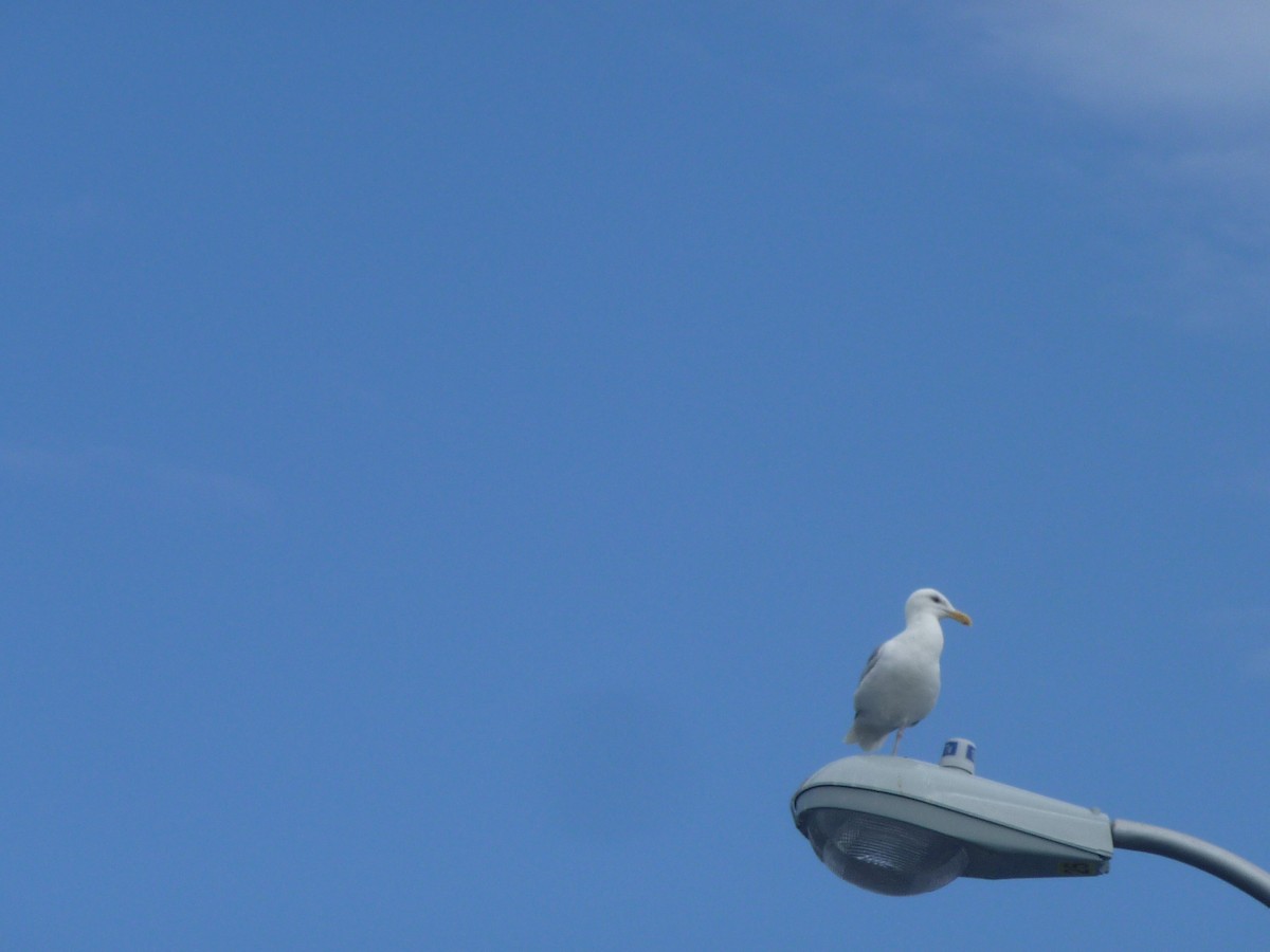 Glaucous-winged Gull - Ken Finger