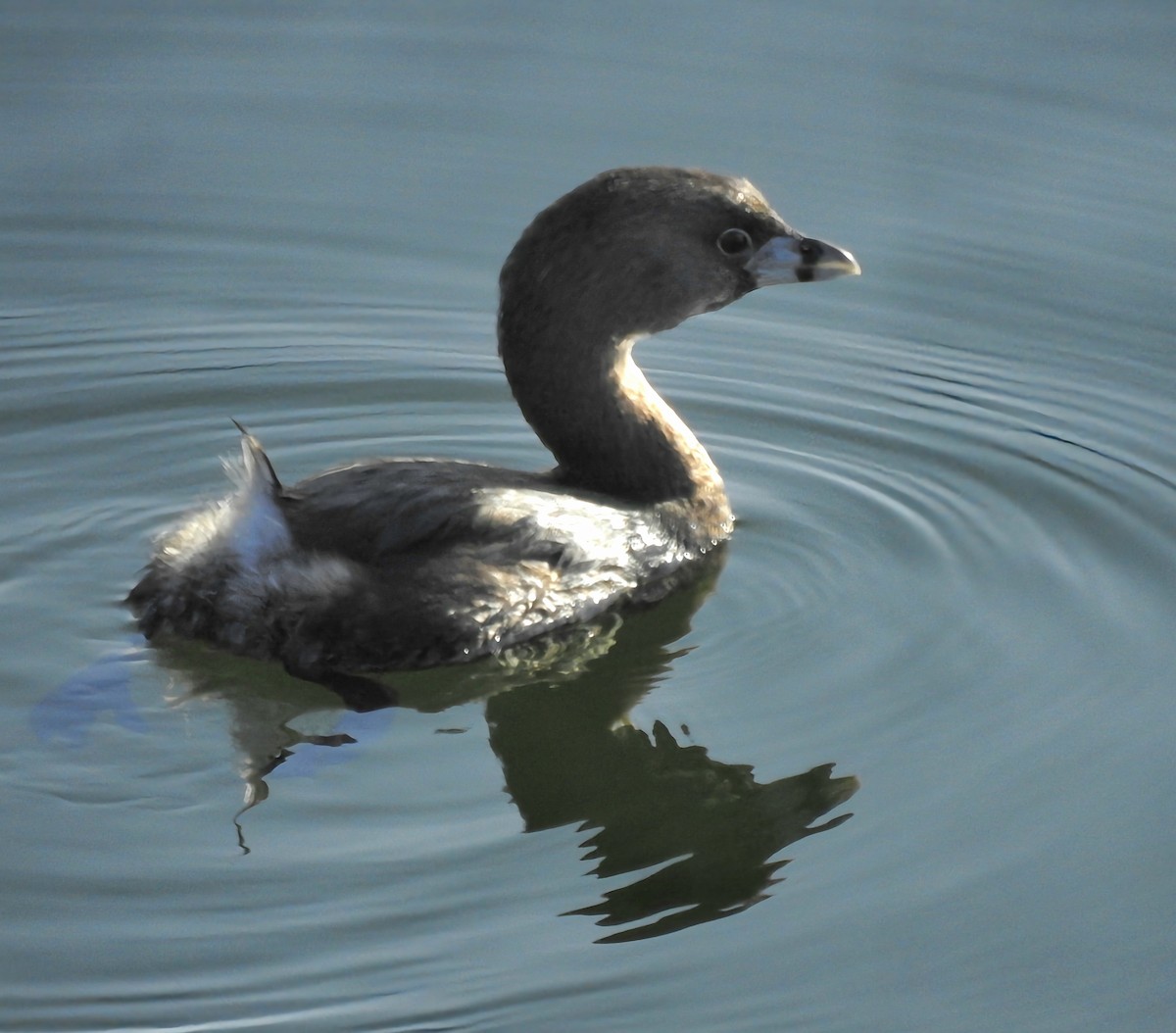 Pied-billed Grebe - ML620744994