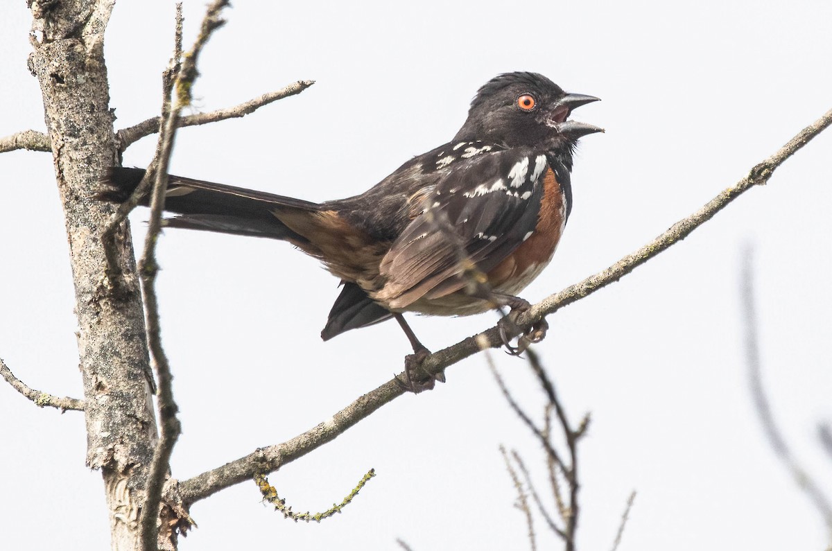 Spotted Towhee - ML620744998