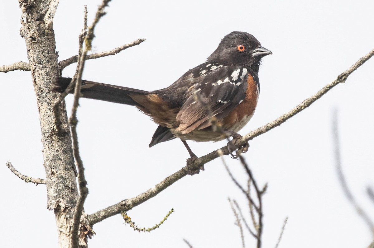 Spotted Towhee - ML620744999