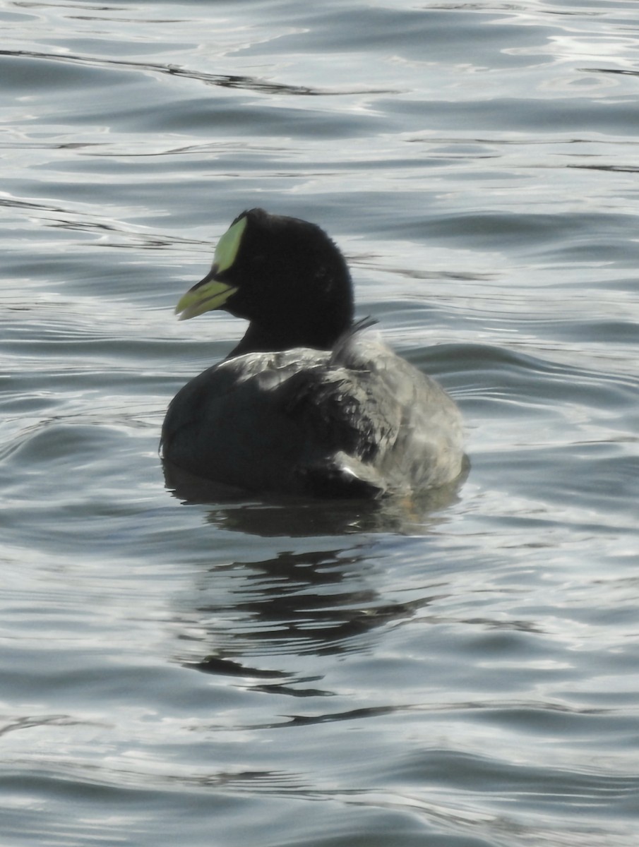 Red-gartered Coot - ML620745003