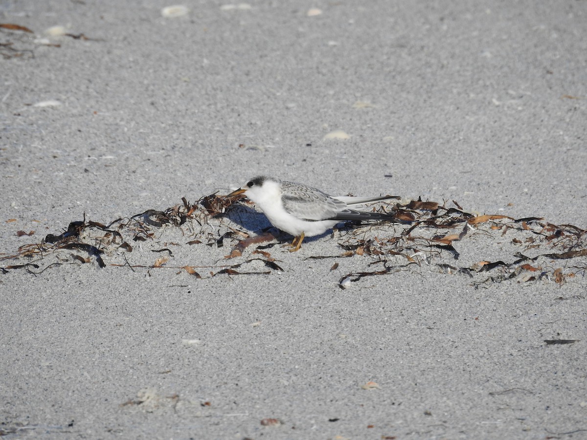 Least Tern - ML620745007