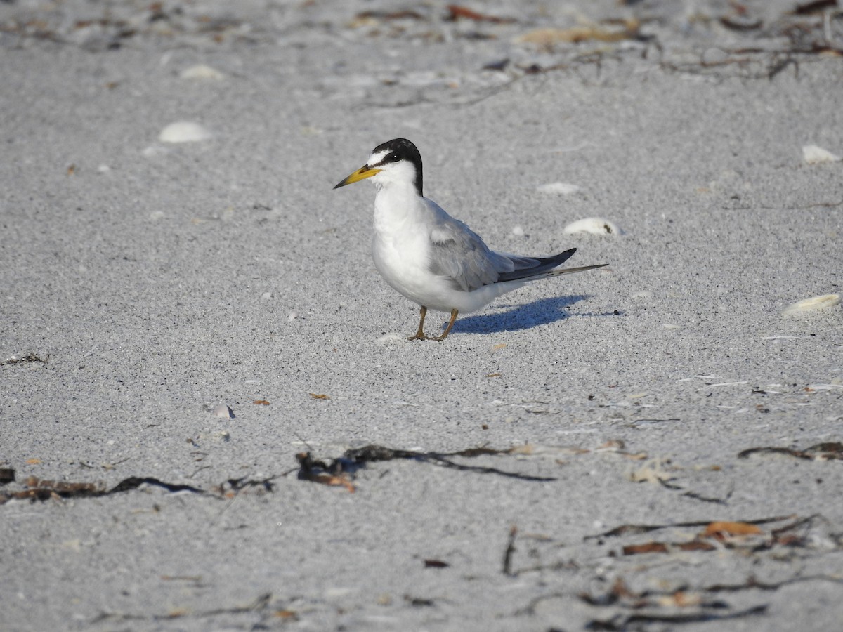 Least Tern - ML620745008