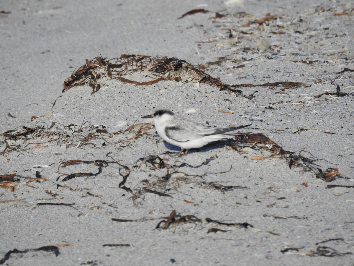 Least Tern - ML620745009