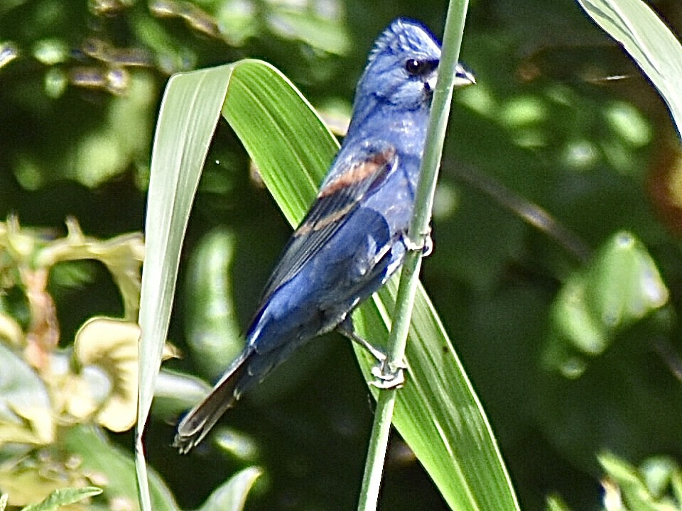 Blue Grosbeak - ML620745012