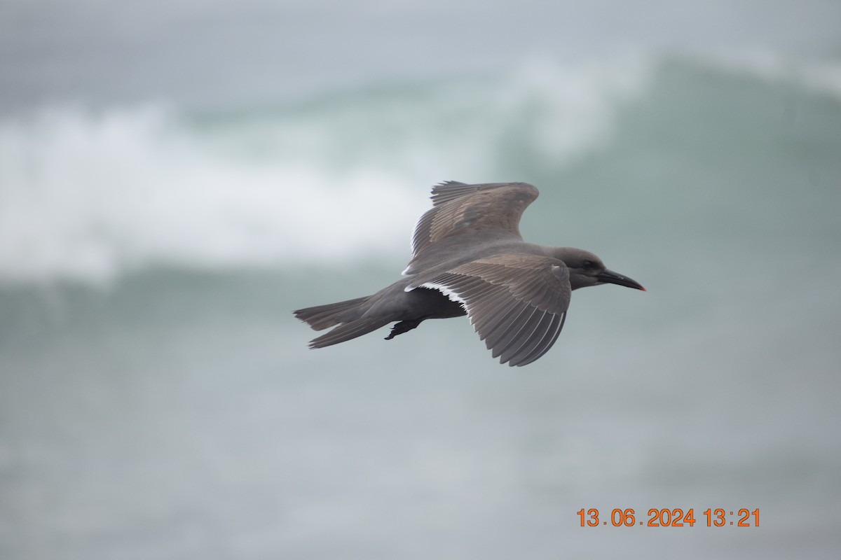 Inca Tern - ML620745015