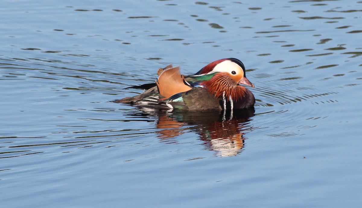 Mandarin Duck - ML620745017