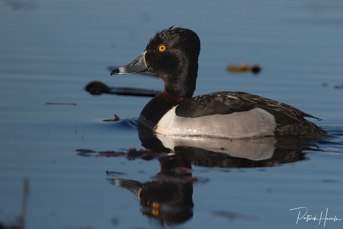 Ring-necked Duck - patrick hacala