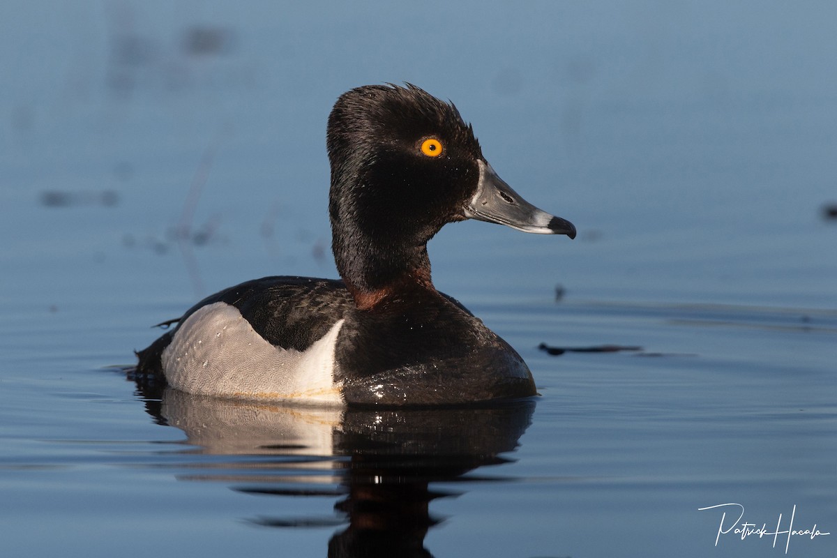 Ring-necked Duck - ML620745021