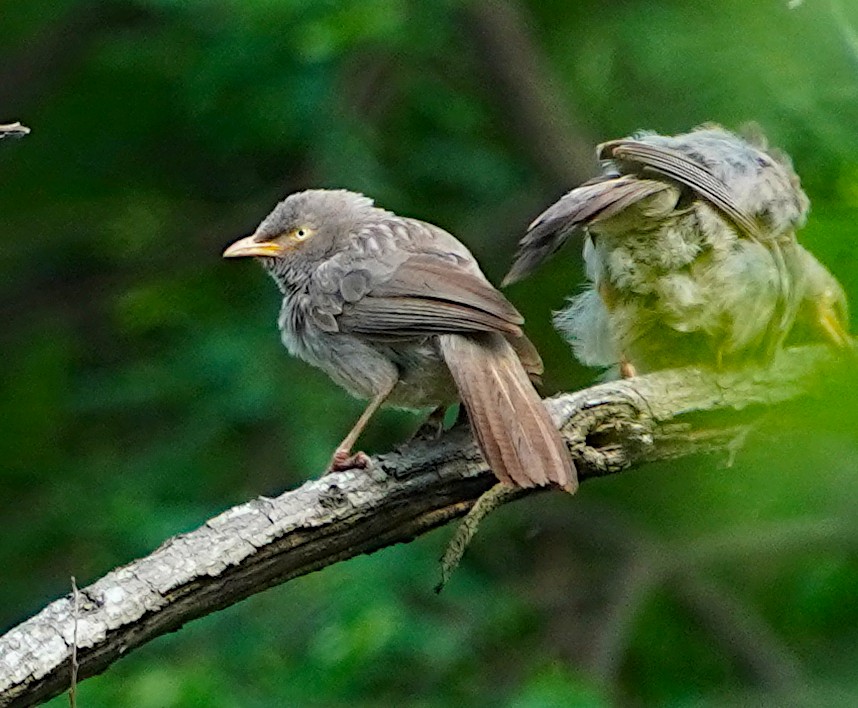 Jungle Babbler - ML620745023