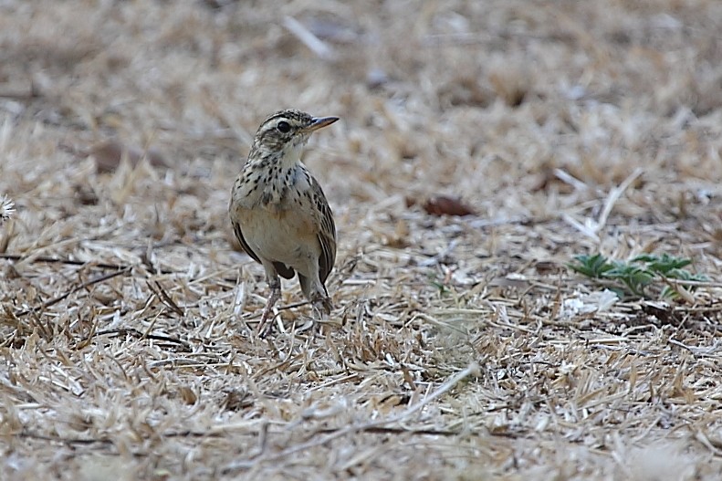 Paddyfield Pipit - Bob Shettler