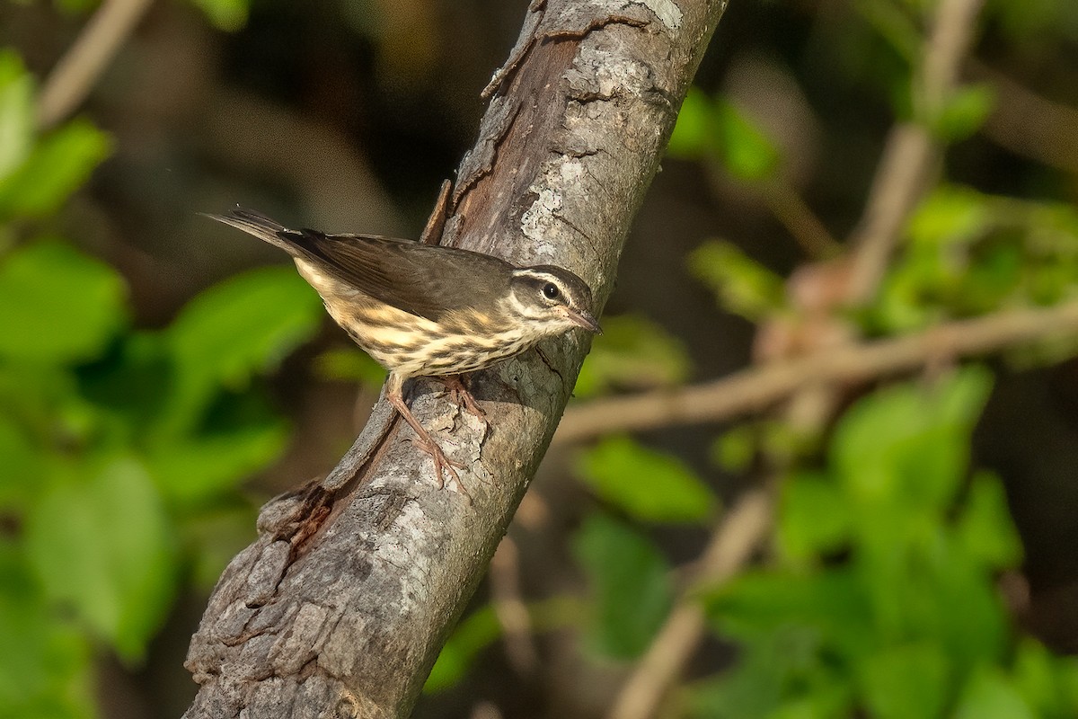 Louisiana Waterthrush - ML620745027