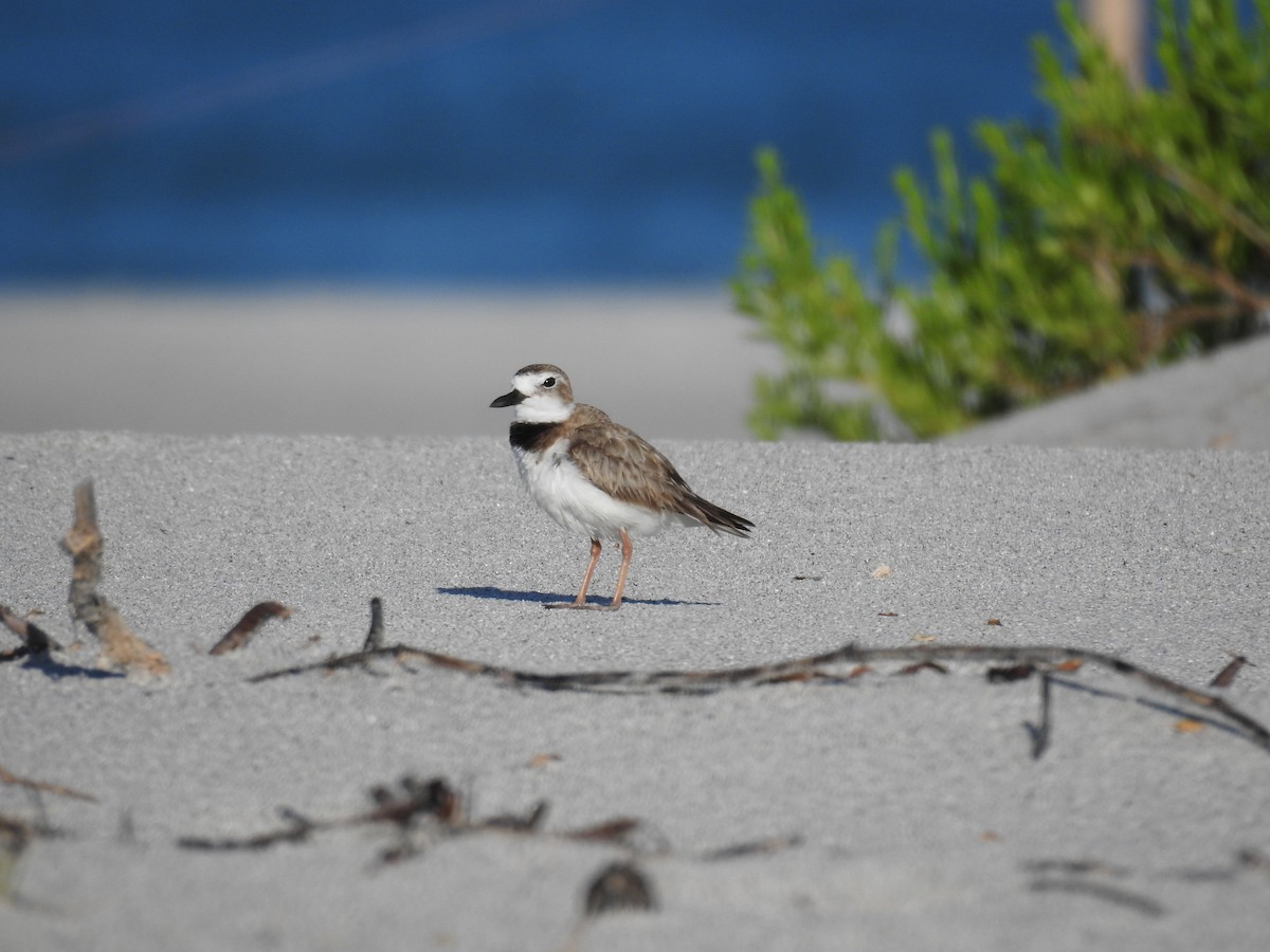 Wilson's Plover - ML620745028