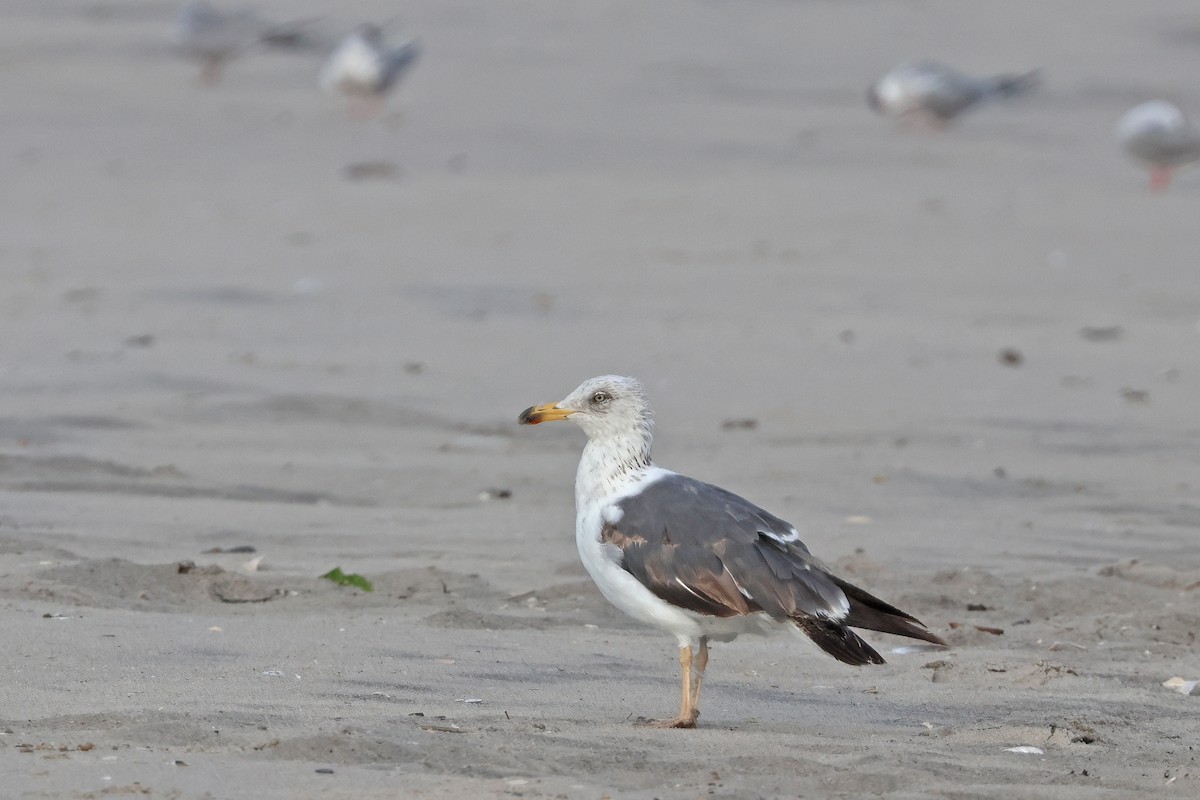 Lesser Black-backed Gull - ML620745031