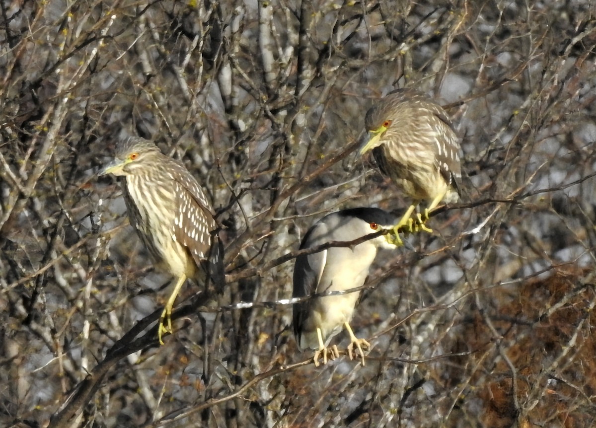 Black-crowned Night Heron - ML620745033