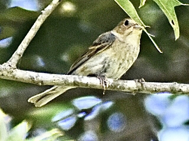 Indigo Bunting - ML620745034