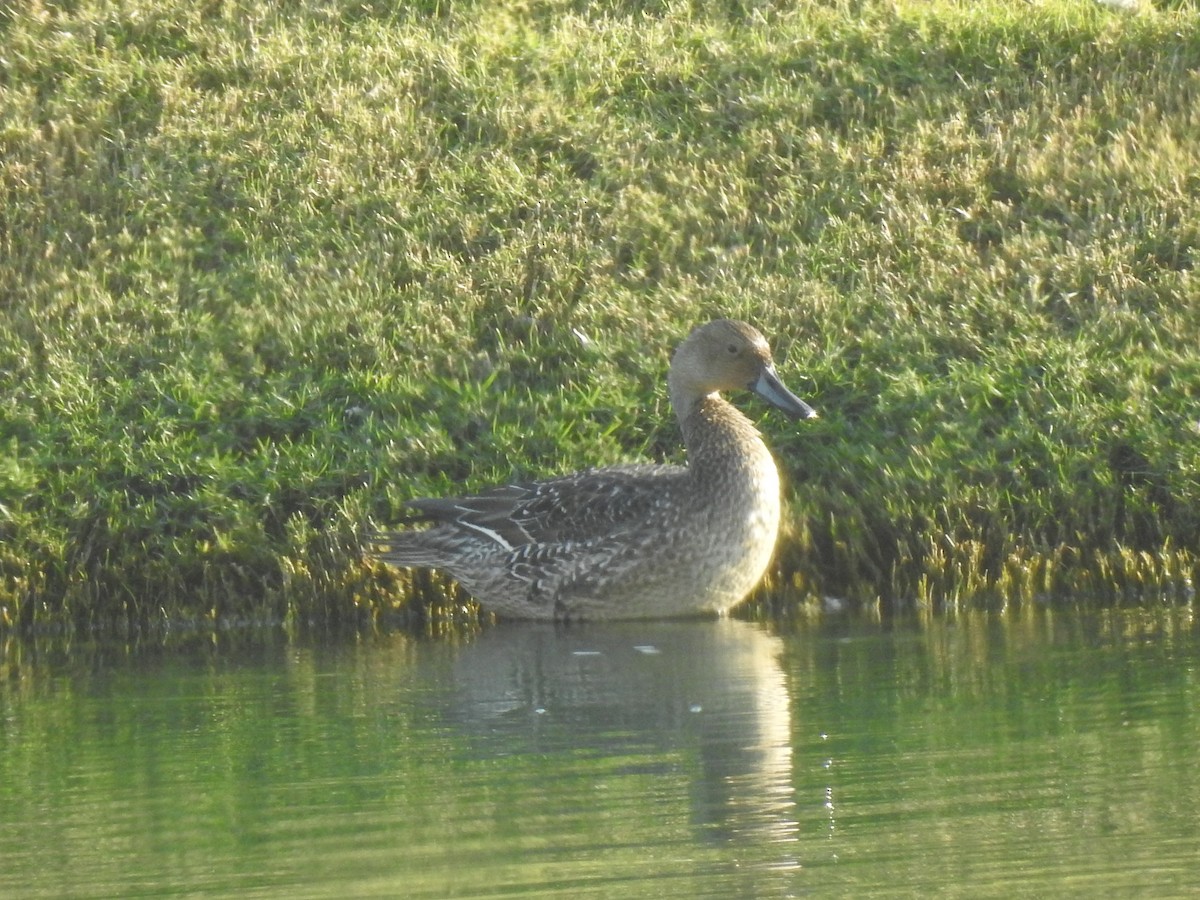 Northern Pintail - ML620745035