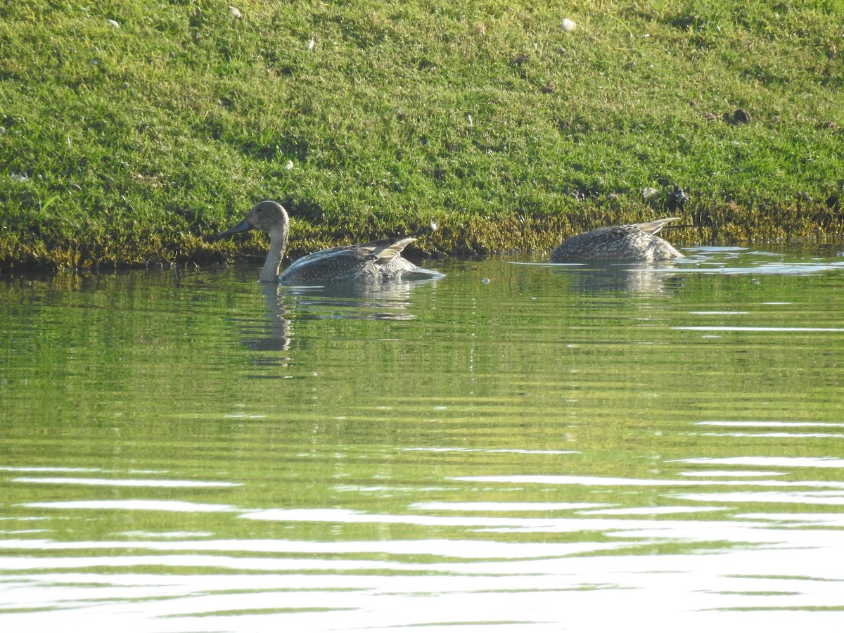 Northern Pintail - ML620745037