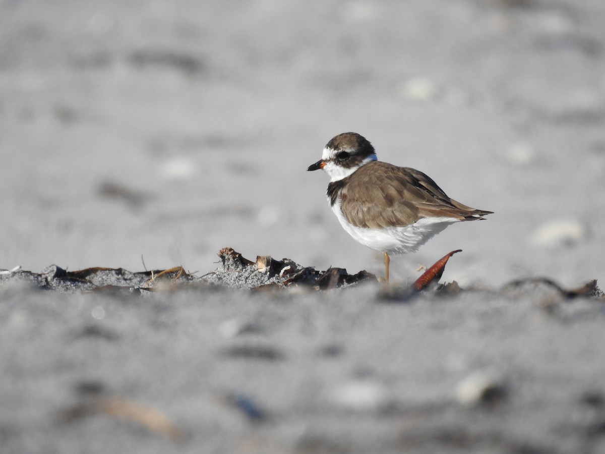 Semipalmated Plover - ML620745046