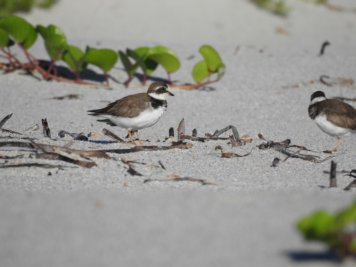Semipalmated Plover - ML620745047