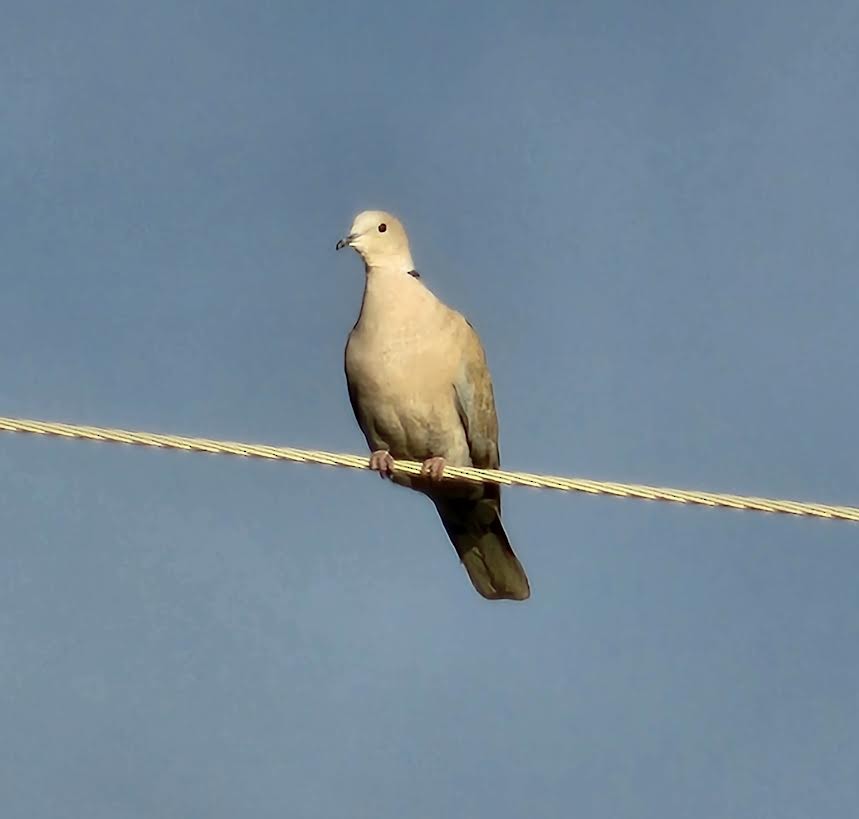 Eurasian Collared-Dove - ML620745050