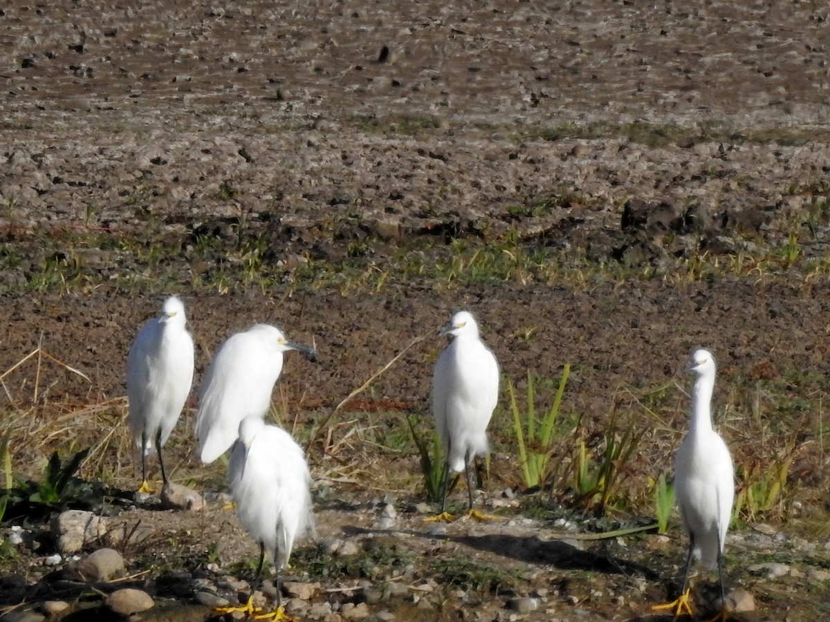 Snowy Egret - ML620745052