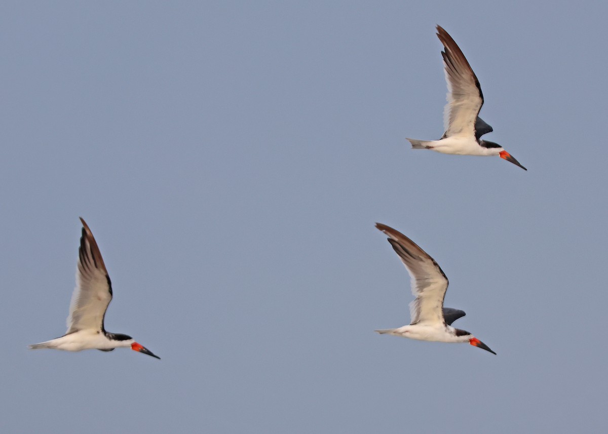 Black Skimmer - ML620745053