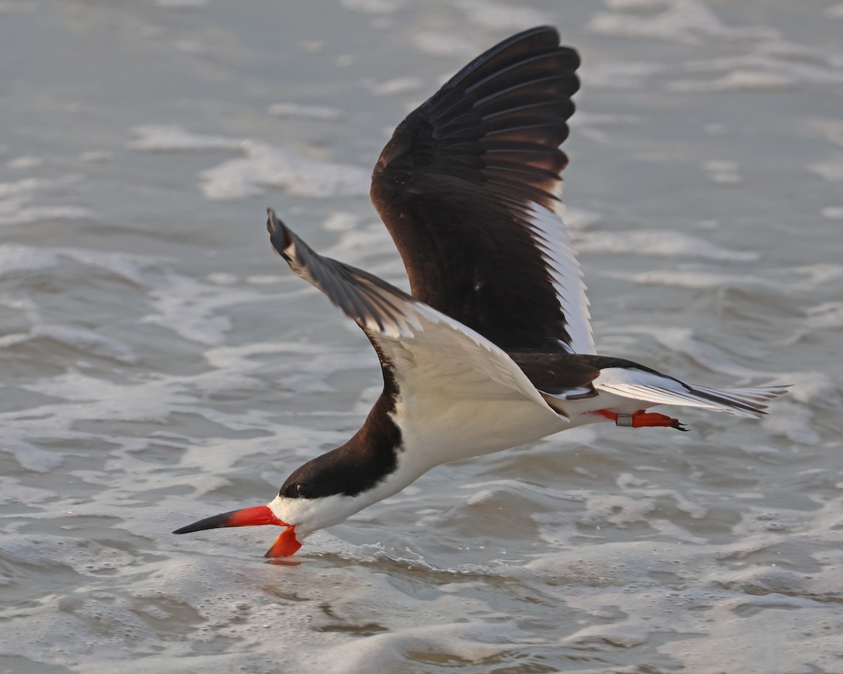 Black Skimmer - ML620745056