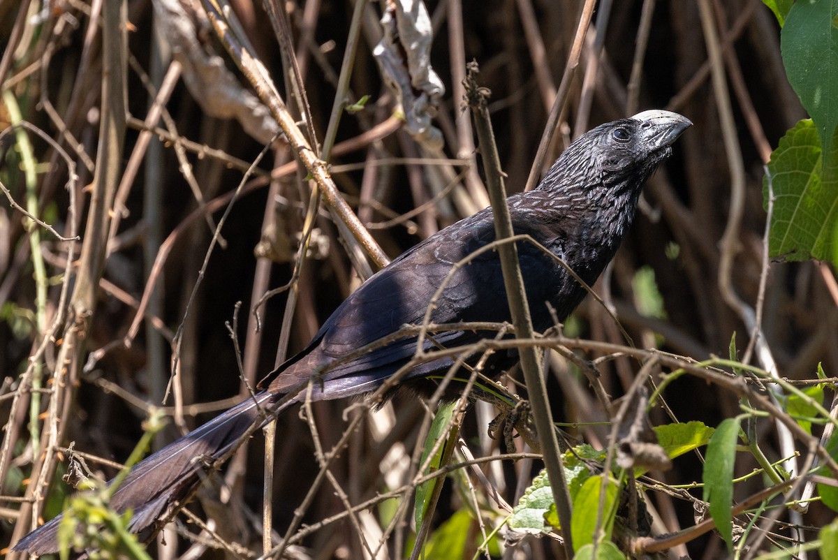 Groove-billed Ani - ML620745069