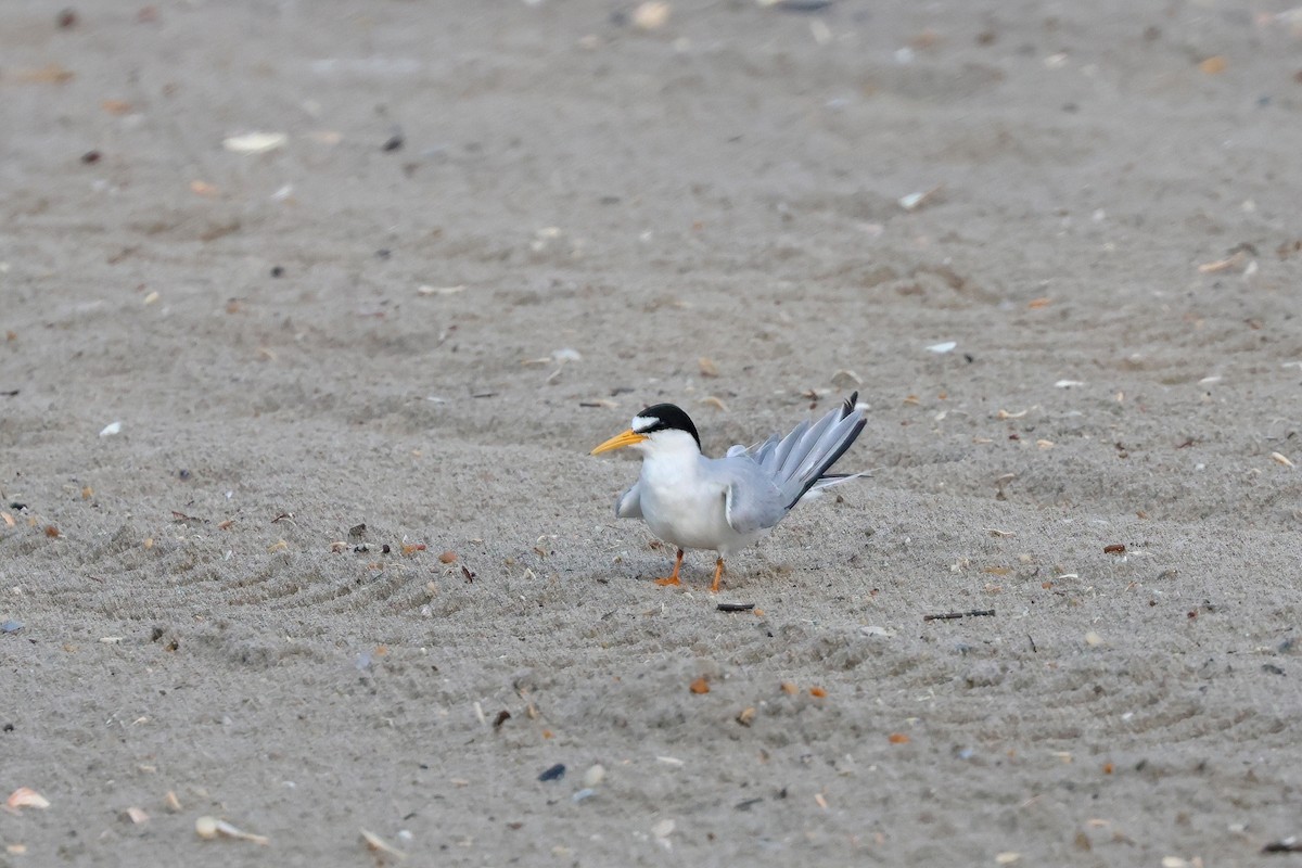 Least Tern - ML620745071