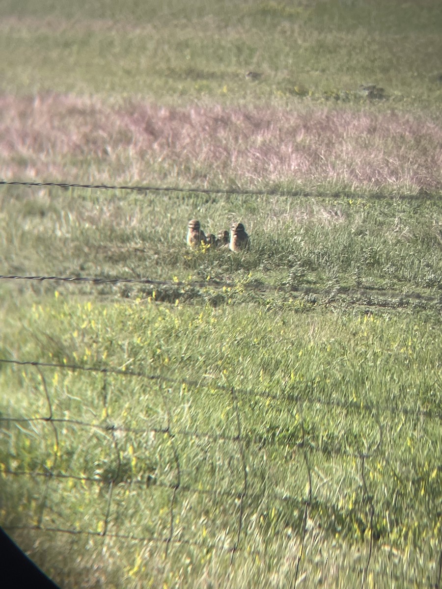 Burrowing Owl - ML620745074