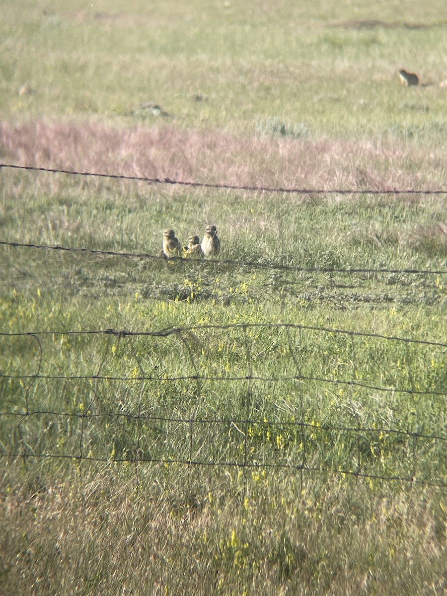 Burrowing Owl - ML620745075