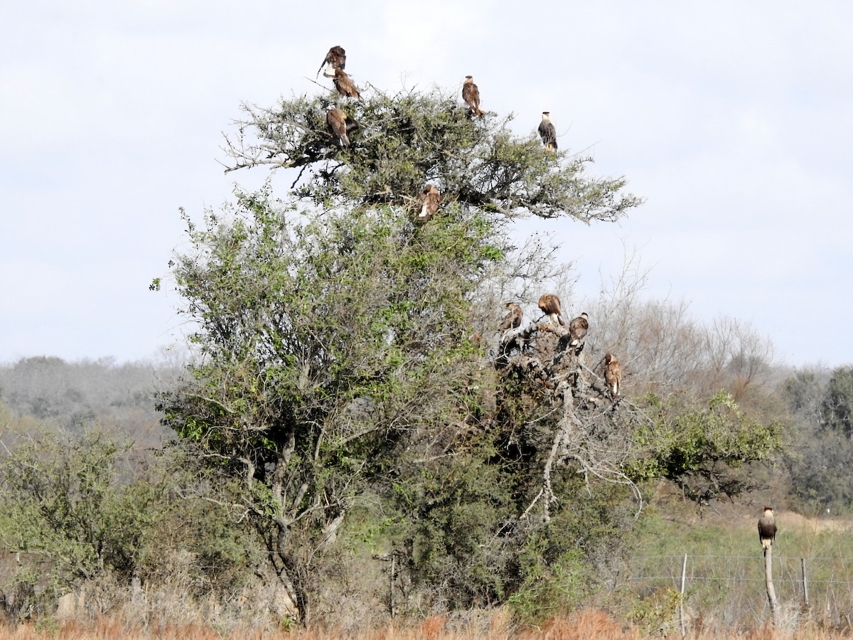 Crested Caracara - ML620745080