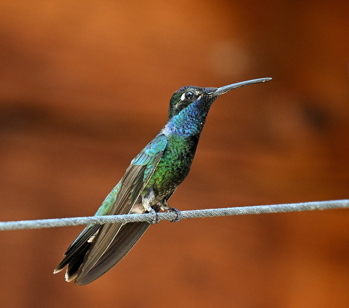 Rivoli's Hummingbird - ML620745081