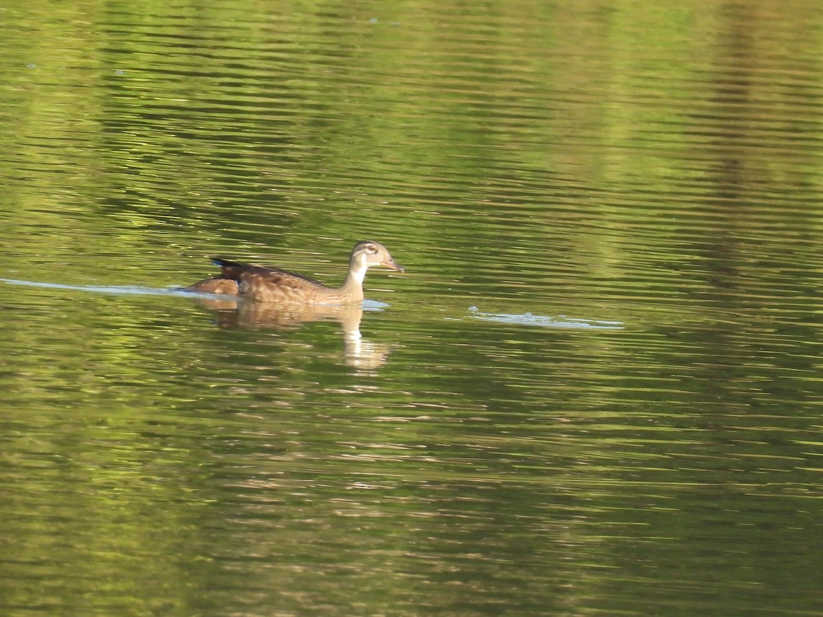 Wood Duck - ML620745083