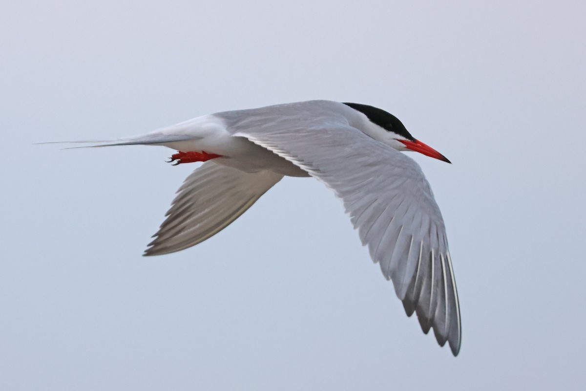 Common Tern - ML620745084