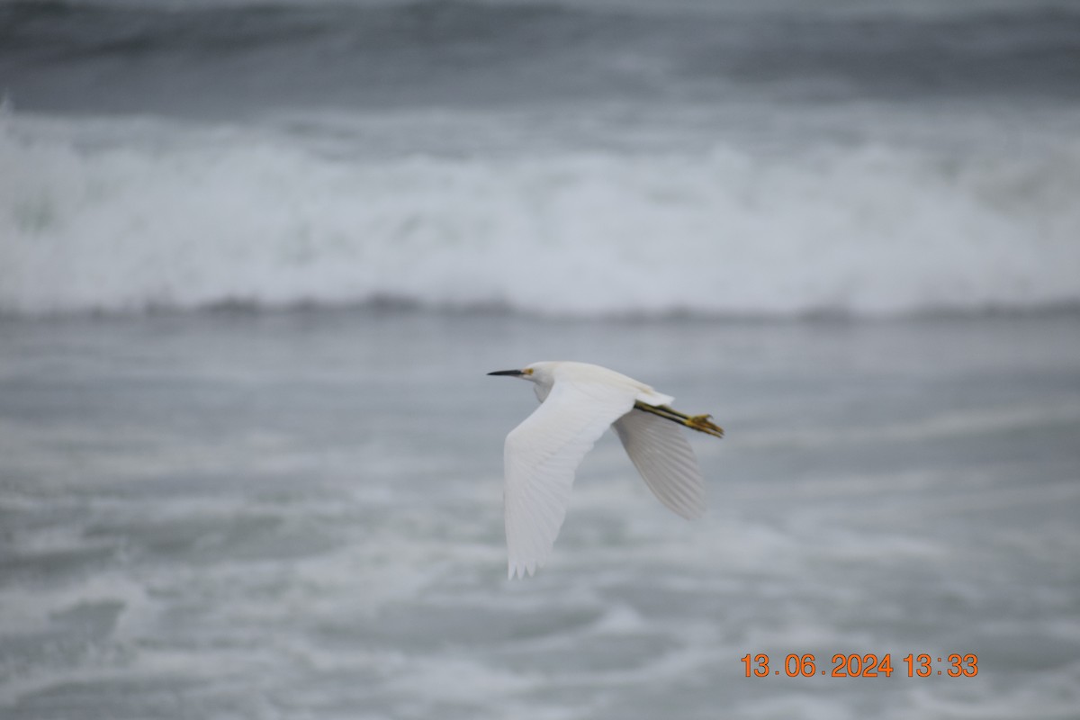 Snowy Egret - ML620745092