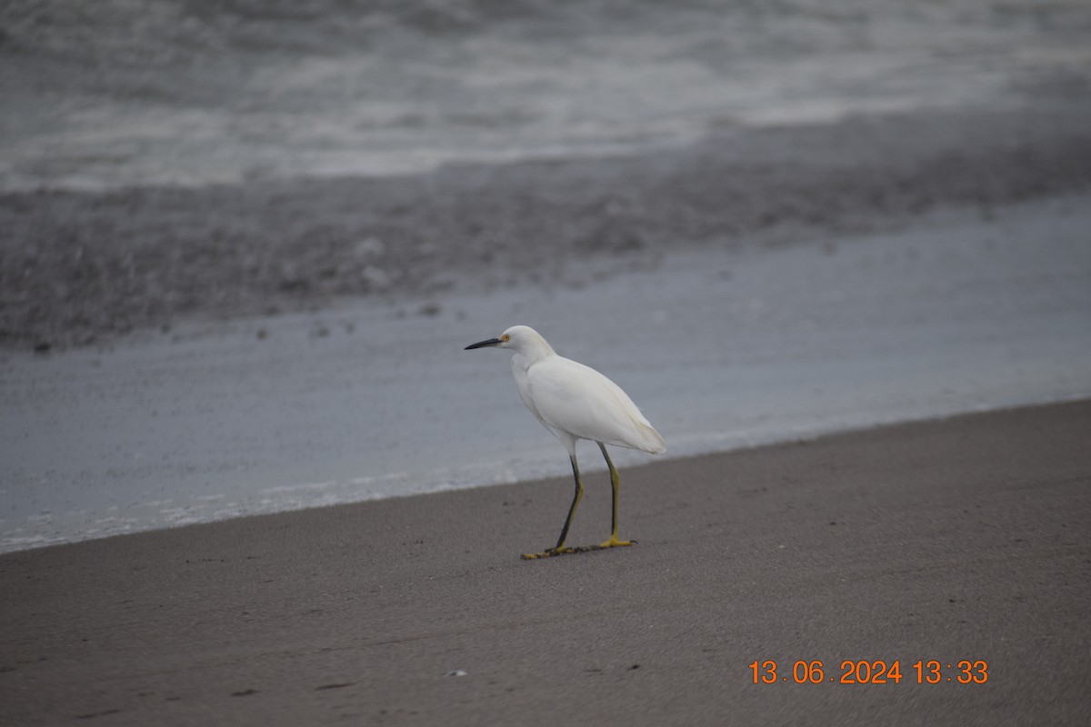 Snowy Egret - ML620745093