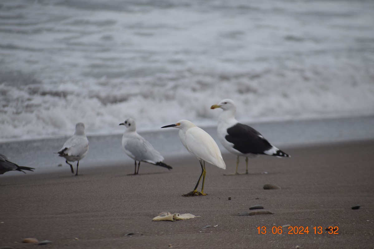 Snowy Egret - ML620745094